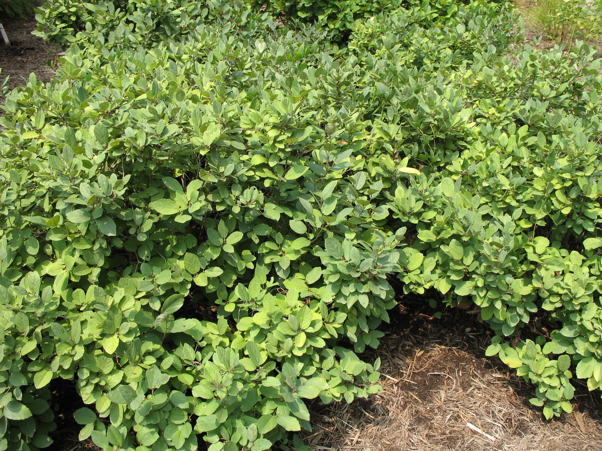 Online Plant Guide - Fothergilla gardenii 'Blue Mist' / Blue Mist